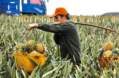 风口上的菠萝 左手流量，右手制造的初级农产品销售新路径