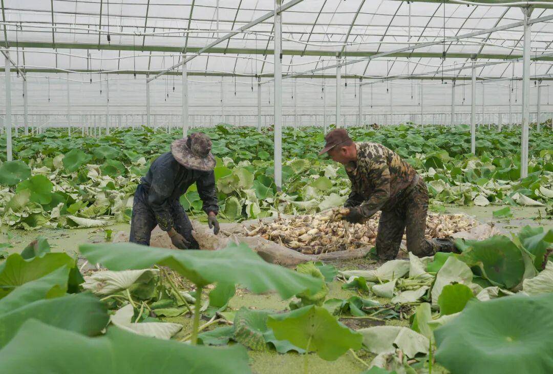 今日聚焦 初级农产品销售——从田间到餐桌的智慧之路