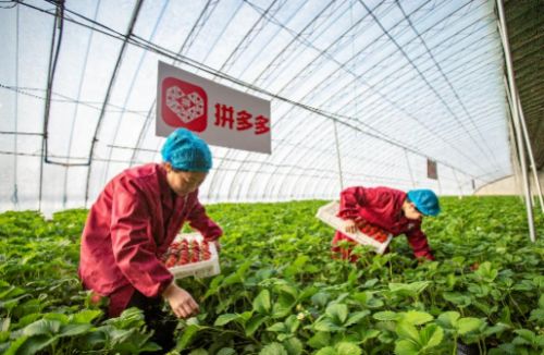 全民真香节 拼多多12.12助力初级农产品销售新热潮