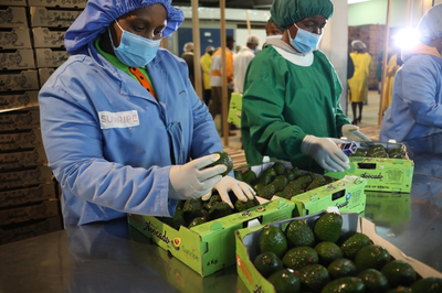 中非农产品贸易为非洲经济复苏注入新动力 以肯尼亚鲜食牛油果首次输华为契机