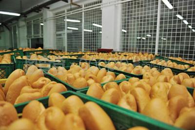 从初加工到市场 农产品加工厂的初级农产品销售策略与实践