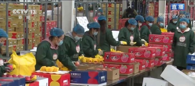红苹果走出黄土地 成为脱贫致富“金果果”