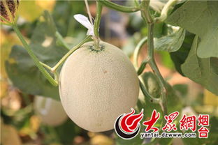 坚持绿色发展道路，叫响现代高效农业“海阳品牌”